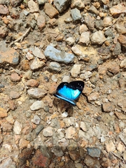 Lymanopoda caeruleata