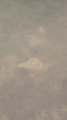 Triplofusus giganteus