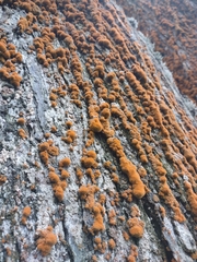 Trentepohlia aurea