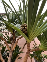 Pandanus