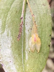 Lepanthes