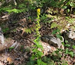 Solidago squarrosa