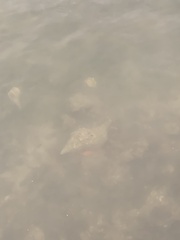 Triplofusus giganteus