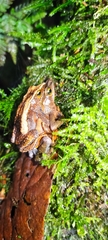 Atelopus nahumae