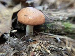 Suillus weaverae