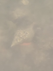 Triplofusus giganteus