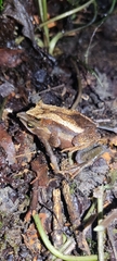 Atelopus nahumae