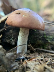 Suillus weaverae