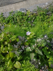 Nicandra physalodes