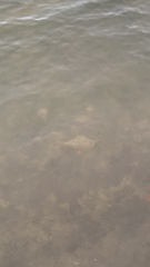 Triplofusus giganteus