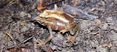 Atelopus nahumae