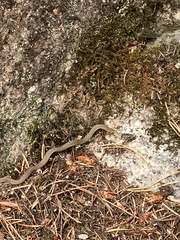 Thamnophis elegans