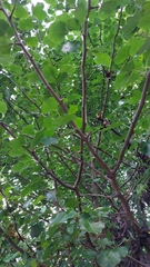 Pyrus calleryana