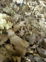 Sebacina schweinitzii