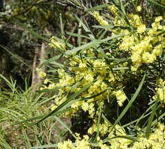 Acacia mucronata longifolia