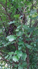 Pyrus calleryana
