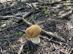 Lycoperdon excipuliforme