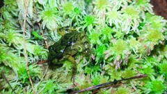 Serranobatrachus carmelitae