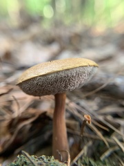 Austroboletus
