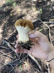 Lycoperdon excipuliforme