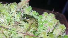 Serranobatrachus carmelitae