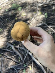 Lycoperdon excipuliforme