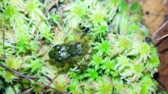 Serranobatrachus carmelitae