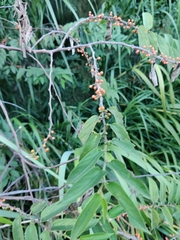 Trema micrantha floridana
