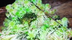 Serranobatrachus carmelitae