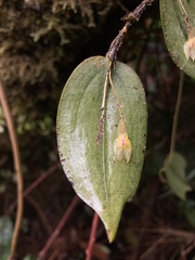 Lepanthes