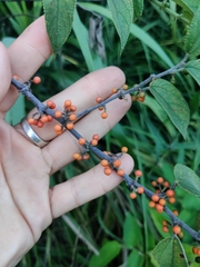 Trema micrantha floridana