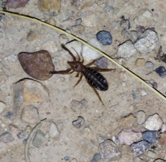 Gluvia dorsalis