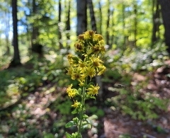 Solidago squarrosa