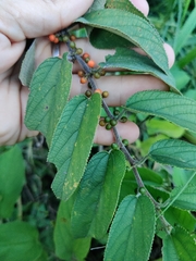 Trema micrantha floridana