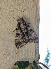 Catocala semirelicta