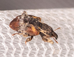 Conotrachelus anaglypticus