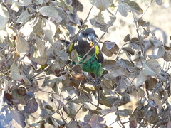 Poicephalus meyeri