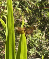 Neurothemis ramburii