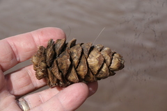 Pinus flexilis