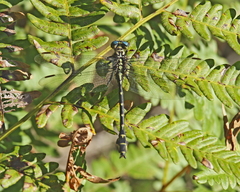 Stylurus notatus
