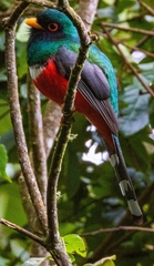 Trogon personatus