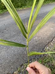 Bambusoideae