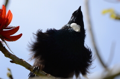 Prosthemadera novaeseelandiae novaeseelandiae