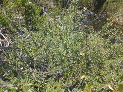 Ceanothus cuneatus
