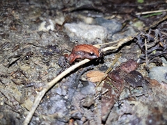 Geobatrachus walkeri