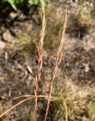 Festuca rubra