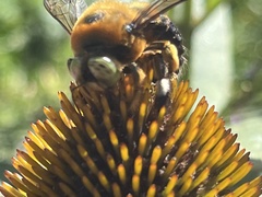 Xylocopa micans