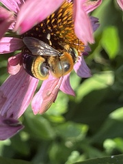 Xylocopa micans