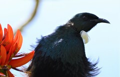 Prosthemadera novaeseelandiae novaeseelandiae