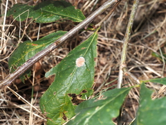 Druon quercusflocci